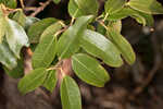 Mountain fetterbush